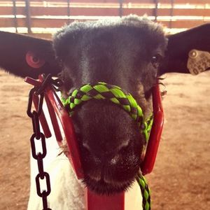 Meet your Posher, Kendall